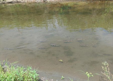 琵琶湖流入河川で釣りまくる